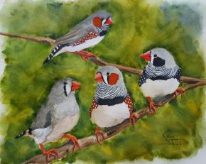 KS571 4 Zebra Finches Sitting in a Tree