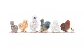 Seven-Silkie-Bantams-December-2019