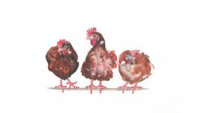 Three-Rescue-Hens-December-2019