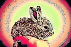 How a Rabbit glows before a carrot bite