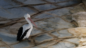 Pelican from above