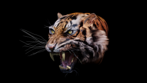 Tiger with Whiskers2