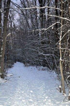 Snowy Path