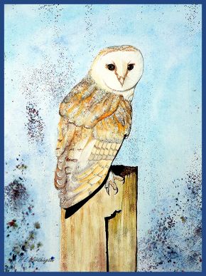 Barn Owl