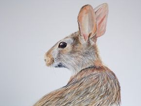 Hare