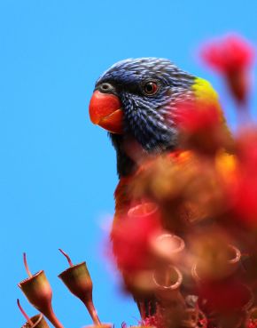 rainbowlorikeet13_photograph_cosgrove_web