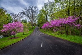 Spring-Grove-Road-etsy