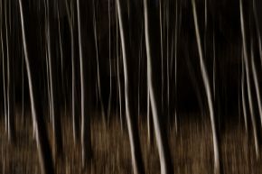 abstract-forest_DSC_8672_thumb