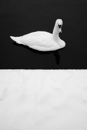 swan-bnw-fine-art_DSC_2294_thumb