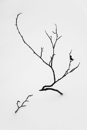 minimalism-tree-fine-art_DSC_1843-thumb