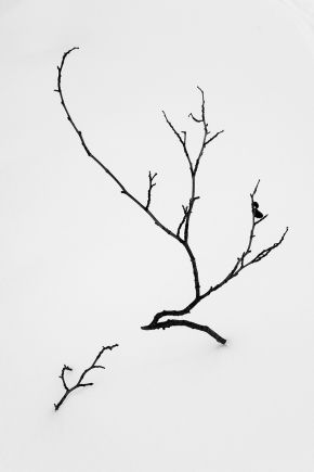 minimalism-tree-fine-art_DSC_1843-thumb