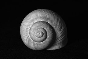 D71_6521_snail-shell-art-print