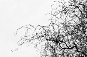 tree-silhouette-fine-art_DSC_8632_thumb