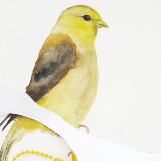 Goldfinch detail upcoming Tenlawson exhibition