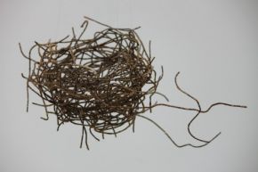 nest by Liz Walker