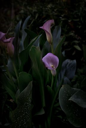 Flores Venereae #2 by Fabrice Bigot