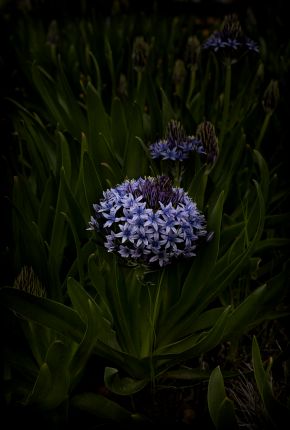 Flores Venereae #7 by Fabrice Bigot