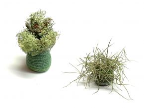 melinda_young_usnea lichen spanish moss vessels2_2022_myoung