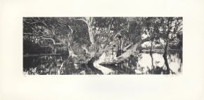 flooded-gum