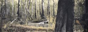 budgee-creek-i--barmah-national-park