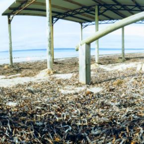 Seaweed Shelter by Ronda Wallis