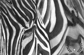 Zebra noborder copy