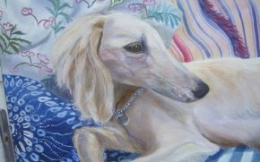 diva-the-saluki