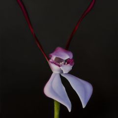 Hare Orchid (Leptoceras menziesii)_2024_oilonlinen_41cmx56cm