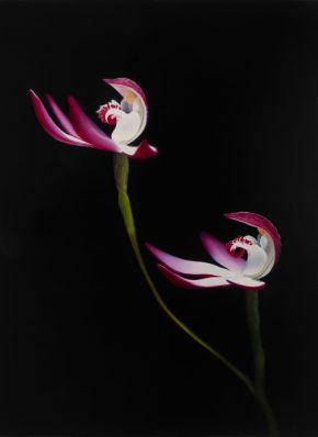 Early Caps (Caladenia praecox)_2024_oilonlinen_41cmx56cm