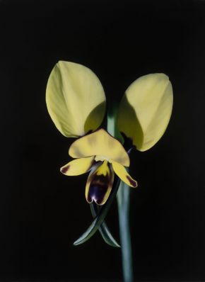 Eastern Donkey Orchid (Diuris orientis)_2024_oilonlinen_41cmx56cm