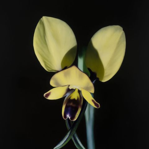 Eastern Donkey Orchid (Diuris orientis)_2024_oilonlinen_41cmx56cm