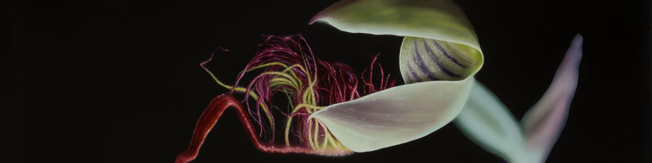 Red Beard Orchid (Calochilus paludosus)_2024_oilonlinen_56cmx41cm
