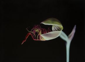 Red Beard Orchid (Calochilus paludosus)_2024_oilonlinen_56cmx41cm