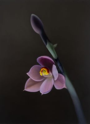 Salmon Sun Orchid (Thelymitra rubra)_2024_oilonlinen_41cmx56cm
