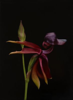 Large Duck Orchid (Caleana major)_2024_oilonlinen_41cmx56cm