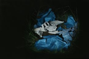 Rustler by Camilla Tadich