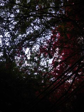 Photo by Leena Joshi (9)