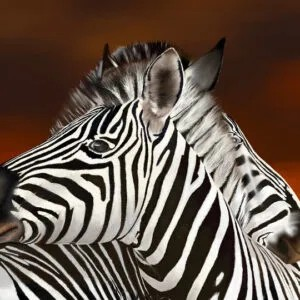 Loving Zebras