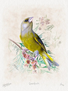 Greenfinch